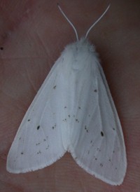 Fall Webworm